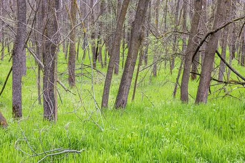 Dense Deciduous Forest With Young Green Grass and Bare Branches in Early Spri Stock Photos
