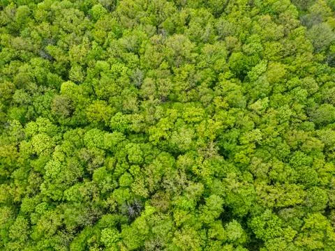 Dense deciduous green forest top view. Stock Photos