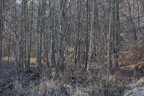 Dense deciduous woodland with bare leafless branches and dry winter grass, Stock Photos