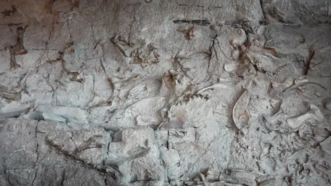 Dense Dinosaur Fossils Embedded in Rock Matrix at Paleontology Excavation Site 스톡 동영상 339037793