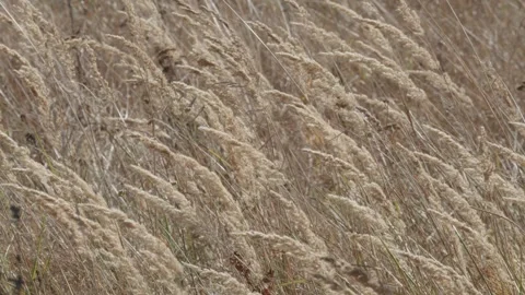 Dense dry grass bending in the wind Vídeos de archivo 348107233