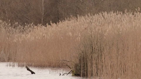 Dense dry reed bed along lake shore with bare shrub and deadwood. 4K 60fps. Stock Footage 334116226