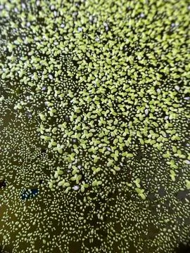 Dense Duckweed Water Surface Texture Stock Photos