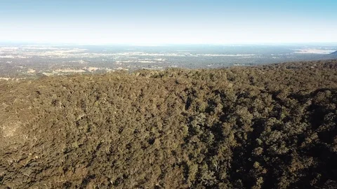Dense eucalyptus bush on the Blue Mountains foothills, Australia Stock Footage 114064264