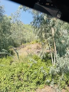 Dense Eucalyptus Foliage on a Steep Hillside Stock Photos