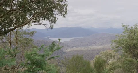 Dense Eucalyptus Forest on Alpine With Lake Stock Footage 332747650