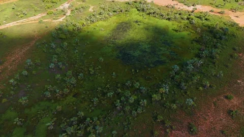 Dense eucalyptus forest in Australia, big canopies of gumtrees in Australia Stock Footage 293137090
