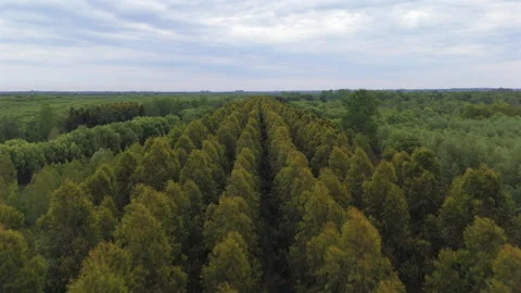 Dense eucalyptus tree plantation rows growing through the Argentina's Paraná Stock Footage 309749331