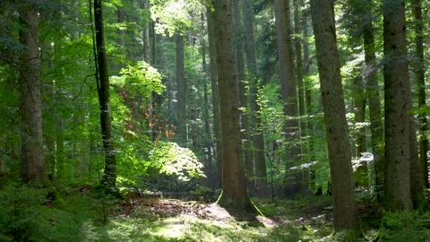 Dense European Forest with Sunlight Through Trees Stock Footage 345265218