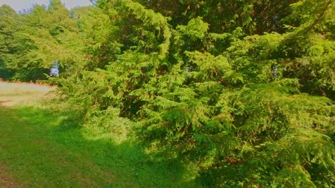 Dense evergreen branches and green foliage closeup in Ireland Stock Footage 340434140