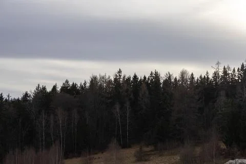 Dense evergreen coniferous forest lines a hill under a heavy overcast sky, Stock Photos