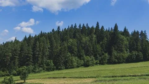 Dense Evergreen Forest Bordering Green Meadow Under Bright Summer Sky Stock Photos