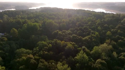 Dense evergreen forest canopy with golden hour sunlight filtering through trees Stock Footage 345593906