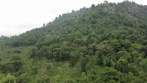 Dense evergreen forest canopy on a steep hillside below a rocky crest line Stock Footage 346334936