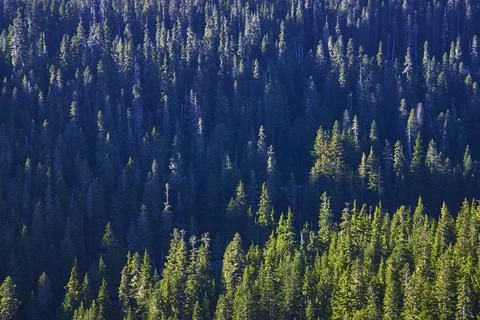 Dense Evergreen Forest Canopy in Sunlight at Mount Rainier National Park Stock Photos