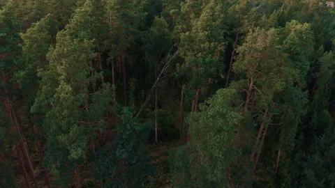 Dense evergreen forest canopy with tall pine trees and deep shadows across Stock Footage 345529407