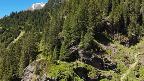 Dense Evergreen Forest Climbing Steep Alpine Hillside Stock Footage 343068272