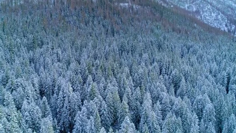 Dense evergreen forest covered in heavy winter frost aerial drone footage across Stock Footage 343695978