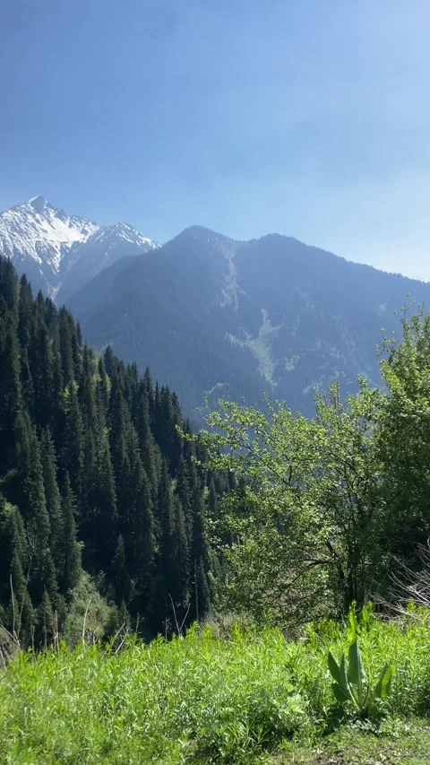 Dense evergreen forest covers a mountain hillside while snowy peaks rise beneath Stock Footage 338000602