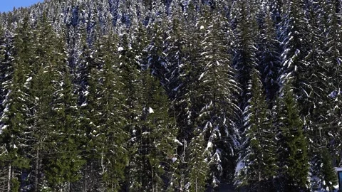 A dense evergreen forest dusted with fresh snow Stock Footage 325708539