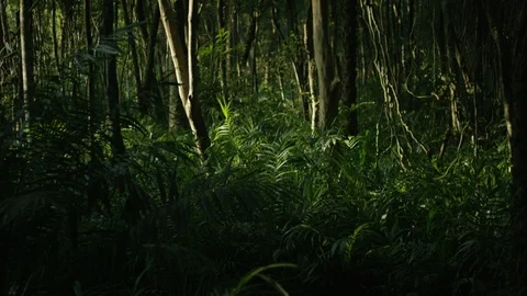 Dense evergreen forest Stock Footage 122376820