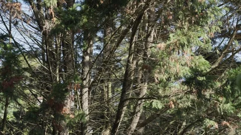 Dense evergreen forest with some brown branches Stock Footage 345877700
