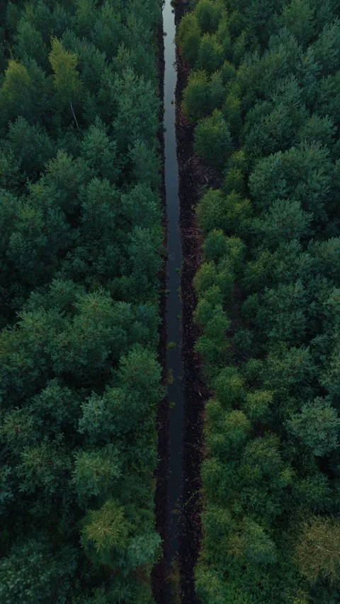Dense evergreen forest split by narrow dark water channel in moody vertical Stock Footage 345530174