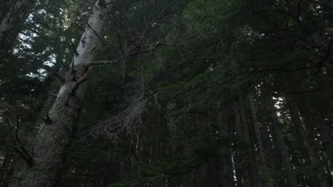 Dense Evergreen Forest with Tall Trees Stock Footage 288902167