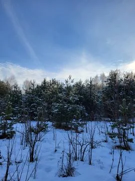 Dense Evergreen Forest in Winter Stock Photos