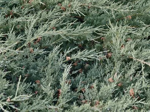Dense evergreen juniper foliage with small cones Stock Photos
