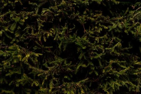 Dense Evergreen Pine Branches Background with Dark Natural Forest Texture 库存照片