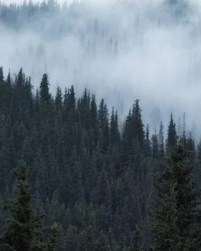 Dense evergreen pine forest on a steep mountain slope enveloped in thick whit Photos