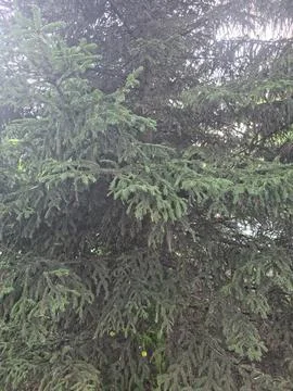 Dense evergreen pine tree foliage 스톡 사진