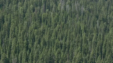 Dense Evergreen Pine Trees Opposing Hillside View 库存影片 59580538