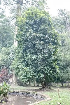 Dense Evergreen Specimen Tree Beside a Curved Garden Pond Stock Photos