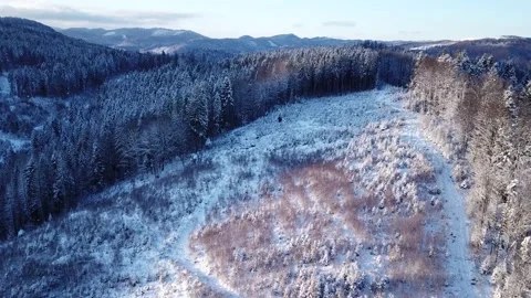 A dense evergreen spruce forest covering the white snow-capped hills of the 스톡 동영상 229788774