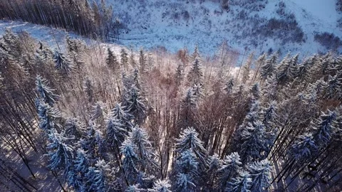 A dense evergreen spruce forest covering the white snow-capped hills of the Stock Footage 230273540