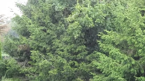 Dense evergreen trees with light rain falling gently through branches Stock Footage 340447427
