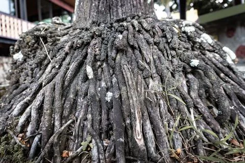 Dense Exposed Tree Root System at Base of Trunk Stock Photos