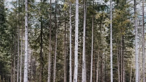 The dense fall forest Stock Footage 254599315