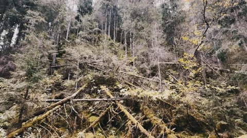 The dense fall forest Stock Footage 254601228
