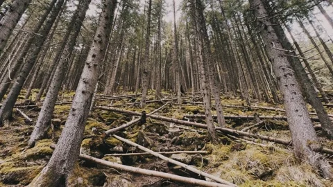 The dense fall forest Stock Footage 254602628