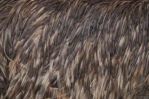 Dense feather lines Stock Photos