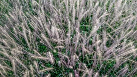 Dense Feather Reed Grass Texture Close Up Stock Photos