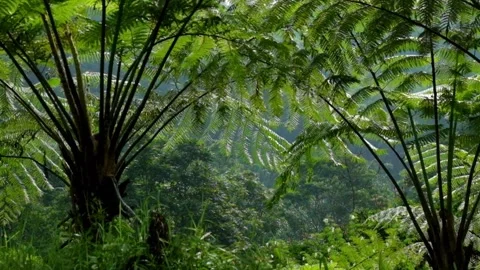Dense fern trees in a tropical rainforest swaying in the wind Stock Footage 320105211