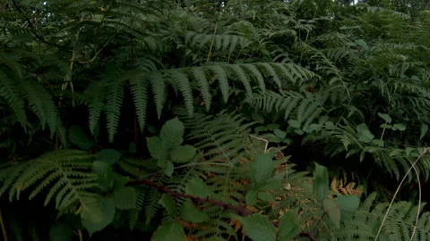 Dense ferns and brambles on the forest floor Stock Footage 133138542