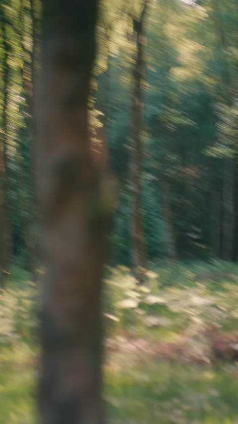 Dense Ferns And Undergrowth Stock Footage 345041819