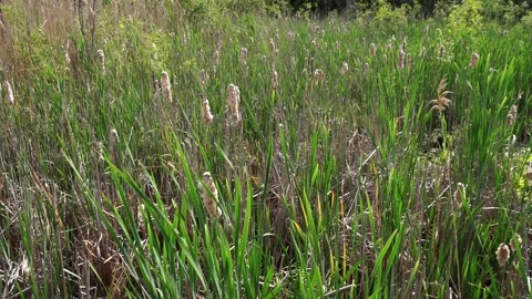 A dense field of cattails and tall green reeds under natural daylight. Stock Footage 338055143