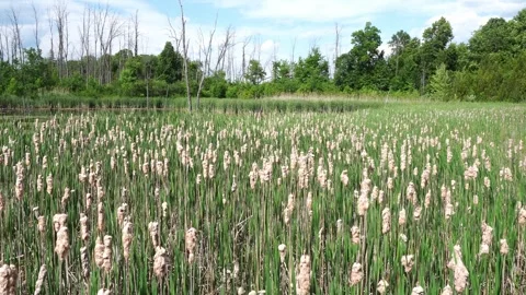 Dense field of cattails at the edge of a marsh. Stock Footage 338055130