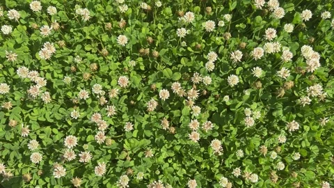 Dense field filled with blooming white clover flowers and green leaves Stock Footage 337722006